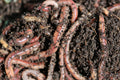 1kg Live Dendrobaena Worms