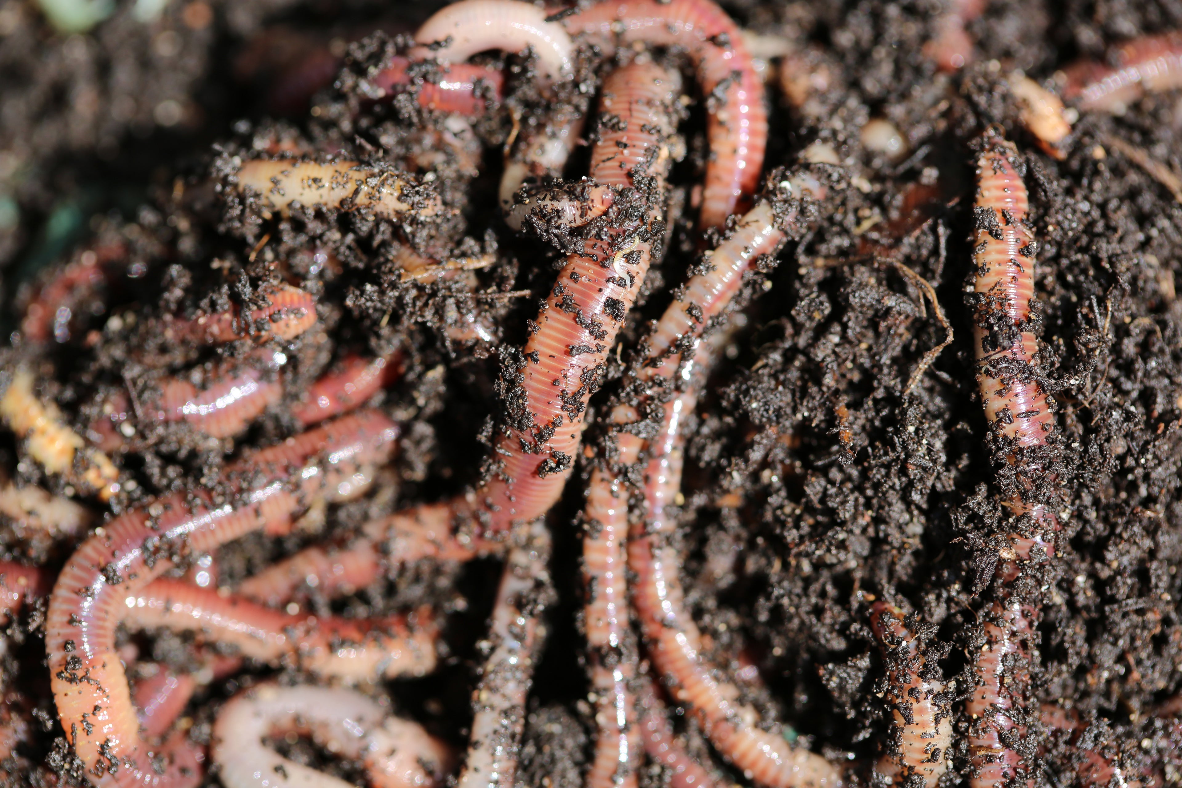 1kg Live Dendrobaena Worms